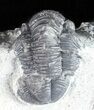 Bargain, Gerastos Trilobite Fossil - Morocco #57637-3